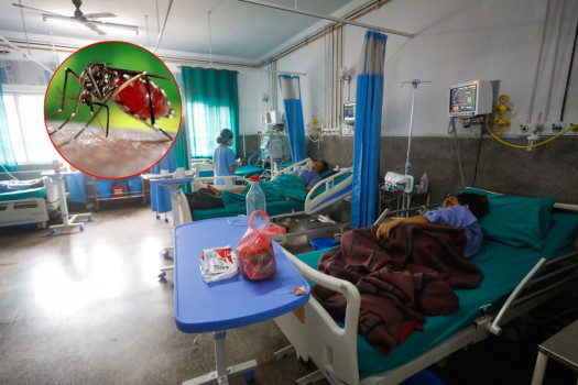कोशीमा डेंगुबाट १७ जनाको मृत्यु, ३० हजार बढी संक्रमित